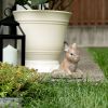 Adorable Bunny Garden Decoration for a Whimsical Touch to Your Outdoor Space